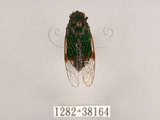 中文名:黑翅草蟬(1282-38164)學名:Mogannia formosana Matsumura, 1907(1282-38164)中文別名:台灣草蟬