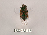 中文名:黑翅草蟬(1282-38168)學名:Mogannia formosana Matsumura, 1907(1282-38168)中文別名:台灣草蟬