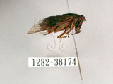 中文名:黑翅草蟬(1282-38174)學名:Mogannia formosana Matsumura, 1907(1282-38174)中文別名:台灣草蟬