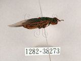 中文名:黑翅草蟬(1282-38273)學名:Mogannia formosana Matsumura, 1907(1282-38273)中文別名:台灣草蟬