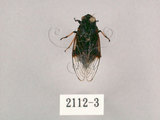 中文名:黑翅草蟬(2112-3)學名:Mogannia formosana Matsumura, 1907(2112-3)中文別名:台灣草蟬