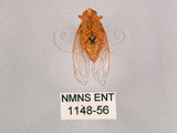 中文名:草蟬(1148-55)學名:Mogannia hebes (Walker, 1858)(1148-55)中文別名:綠草蟬