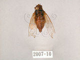中文名:草蟬(2007-10)學名:Mogannia hebes (Walker, 1858)(2007-10)中文別名:綠草蟬