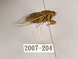 中文名:草蟬(2007-204)學名:Mogannia hebes (Walker, 1858)(2007-204)中文別名:綠草蟬