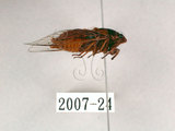 中文名:草蟬(2007-24)學名:Mogannia hebes (Walker, 1858)(2007-24)中文別名:綠草蟬