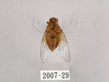 中文名:草蟬(2007-29)學名:Mogannia hebes (Walker, 1858)(2007-29)中文別名:綠草蟬