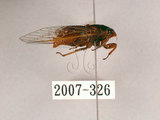 中文名:草蟬(2007-326)學名:Mogannia hebes (Walker, 1858)(2007-326)中文別名:綠草蟬