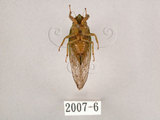 中文名:草蟬(2007-6)學名:Mogannia hebes (Walker, 1858)(2007-6)中文別名:綠草蟬