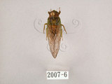 中文名:草蟬(2007-6)學名:Mogannia hebes (Walker, 1858)(2007-6)中文別名:綠草蟬