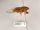 中文名:草蟬(2007-7)學名:Mogannia hebes (Walker, 1858)(2007-7)中文別名:綠草蟬