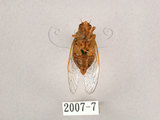 中文名:草蟬(2007-7)學名:Mogannia hebes (Walker, 1858)(2007-7)中文別名:綠草蟬