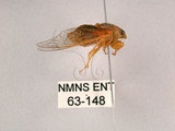 中文名:草蟬(63-148)學名:Mogannia hebes (Walker, 1858)(63-148)中文別名:綠草蟬
