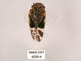 中文名:蟪蛄(4299-4)學名:Platypleura kaempferi (Fabricius, 1794)(4299-4)
