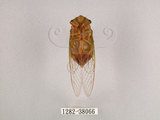 中文名:薄翅蟬(1282-38066)學名:Chremistica ochracea (Walker, 1850)(1282-38066)中文別名:羽衣蟬