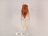 中文名:薄翅蟬(1282-38302)學名:Chremistica ochracea (Walker, 1850)(1282-38302)中文別名:羽衣蟬