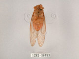中文名:薄翅蟬(1282-38493)學名:Chremistica ochracea (Walker, 1850)(1282-38493)中文別名:羽衣蟬