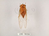 中文名:薄翅蟬(1282-38498)學名:Chremistica ochracea (Walker, 1850)(1282-38498)中文別名:羽衣蟬