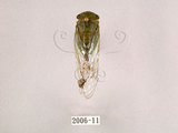 中文名:薄翅蟬(2006-11)學名:Chremistica ochracea (Walker, 1850)(2006-11)中文別名:羽衣蟬
