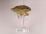 中文名:薄翅蟬(2006-13)學名:Chremistica ochracea (Walker, 1850)(2006-13)中文別名:羽衣蟬