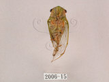 中文名:薄翅蟬(2006-15)學名:Chremistica ochracea (Walker, 1850)(2006-15)中文別名:羽衣蟬