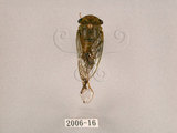 中文名:薄翅蟬(2006-16)學名:Chremistica ochracea (Walker, 1850)(2006-16)中文別名:羽衣蟬