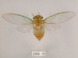 中文名:薄翅蟬(2006-18)學名:Chremistica ochracea (Walker, 1850)(2006-18)中文別名:羽衣蟬