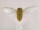 中文名:薄翅蟬(2006-18)學名:Chremistica ochracea (Walker, 1850)(2006-18)中文別名:羽衣蟬