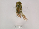 中文名:薄翅蟬(2006-21)學名:Chremistica ochracea (Walker, 1850)(2006-21)中文別名:羽衣蟬