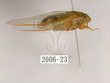 中文名:薄翅蟬(2006-23)學名:Chremistica ochracea (Walker, 1850)(2006-23)中文別名:羽衣蟬