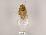中文名:薄翅蟬(2006-23)學名:Chremistica ochracea (Walker, 1850)(2006-23)中文別名:羽衣蟬