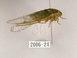 中文名:薄翅蟬(2006-24)學名:Chremistica ochracea (Walker, 1850)(2006-24)中文別名:羽衣蟬