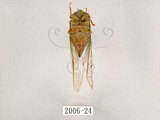 中文名:薄翅蟬(2006-24)學名:Chremistica ochracea (Walker, 1850)(2006-24)中文別名:羽衣蟬