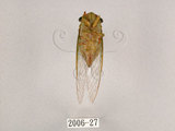 中文名:薄翅蟬(2006-27)學名:Chremistica ochracea (Walker, 1850)(2006-27)中文別名:羽衣蟬