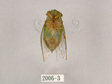 中文名:薄翅蟬(2006-3)學名:Chremistica ochracea (Walker, 1850)(2006-3)中文別名:羽衣蟬