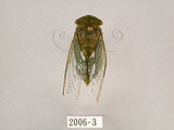 中文名:薄翅蟬(2006-3)學名:Chremistica ochracea (Walker, 1850)(2006-3)中文別名:羽衣蟬