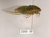 中文名:薄翅蟬(2006-30)學名:Chremistica ochracea (Walker, 1850)(2006-30)中文別名:羽衣蟬