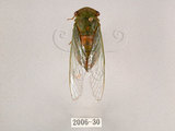 中文名:薄翅蟬(2006-30)學名:Chremistica ochracea (Walker, 1850)(2006-30)中文別名:羽衣蟬