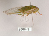 中文名:薄翅蟬(2006-9)學名:Chremistica ochracea (Walker, 1850)(2006-9)中文別名:羽衣蟬