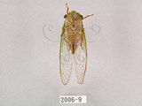 中文名:薄翅蟬(2006-9)學名:Chremistica ochracea (Walker, 1850)(2006-9)中文別名:羽衣蟬