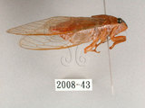 中文名:薄翅蟬(2008-43)學名:Chremistica ochracea (Walker, 1850)(2008-43)中文別名:羽衣蟬