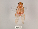 中文名:薄翅蟬(2008-43)學名:Chremistica ochracea (Walker, 1850)(2008-43)中文別名:羽衣蟬