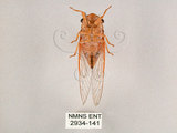 中文名:薄翅蟬(2934-141)學名:Chremistica ochracea (Walker, 1850)(2934-141)中文別名:羽衣蟬