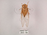 中文名:薄翅蟬(3653-188)學名:Chremistica ochracea (Walker, 1850)(3653-188)中文別名:羽衣蟬