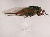 中文名:紅脈熊蟬(1282-38432)學名:Cryptotympana atrata (Fabricius, 1775)(1282-38432)中文別名:蚱蟬