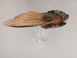 中文名:紅脈熊蟬(1282-38685)學名:Cryptotympana atrata (Fabricius, 1775)(1282-38685)中文別名:蚱蟬