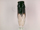 中文名:台灣熊蟬(3101-162)學名:Cryptotympana holsti Distant, 1904(3101-162)中文別名:南蚱蟬