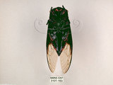中文名:台灣熊蟬(3101-163)學名:Cryptotympana holsti Distant, 1904(3101-163)中文別名:南蚱蟬