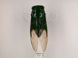 中文名:台灣熊蟬(3101-163)學名:Cryptotympana holsti Distant, 1904(3101-163)中文別名:南蚱蟬