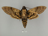 中文名:人面天蛾(1130-70)學名:Acherontia lachesis (Fabricius, 1798)(1130-70)中文別名:鬼臉天蛾
