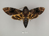 中文名:人面天蛾(1130-70)學名:Acherontia lachesis (Fabricius, 1798)(1130-70)中文別名:鬼臉天蛾